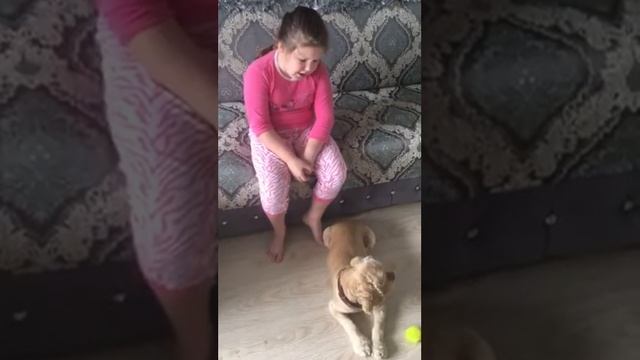 Рыжая дворняга. смотреть онлайн