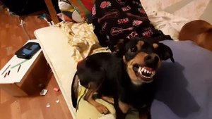 ЗЛОЙ ТОЙ ТЕРЬЕР!