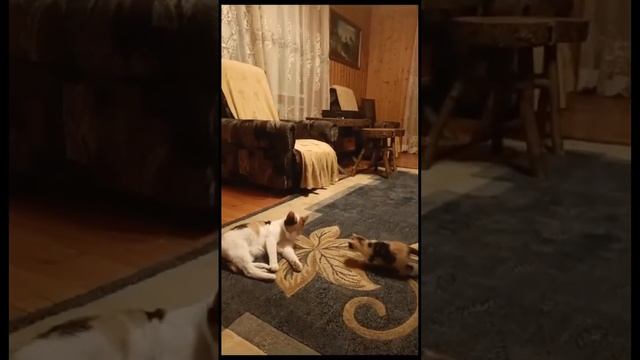 Маленький талисман на удачу 🍀 в добрые заботливые руки 🫶 #москва #помощь_животным #котята смотреть онлайн