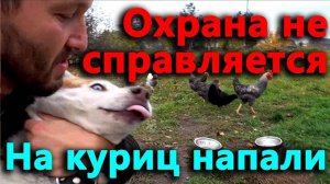 Охрана не справляется с грабителями. Природа атакует, курицы под угрозой.