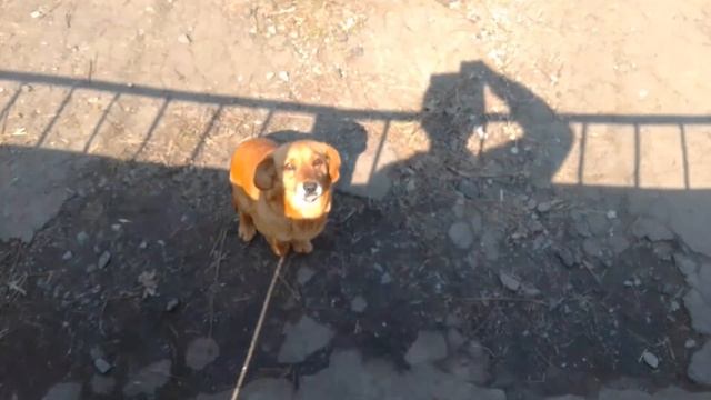 Где садить лук кущевку?