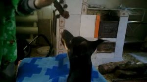 Собака поет под скрипку