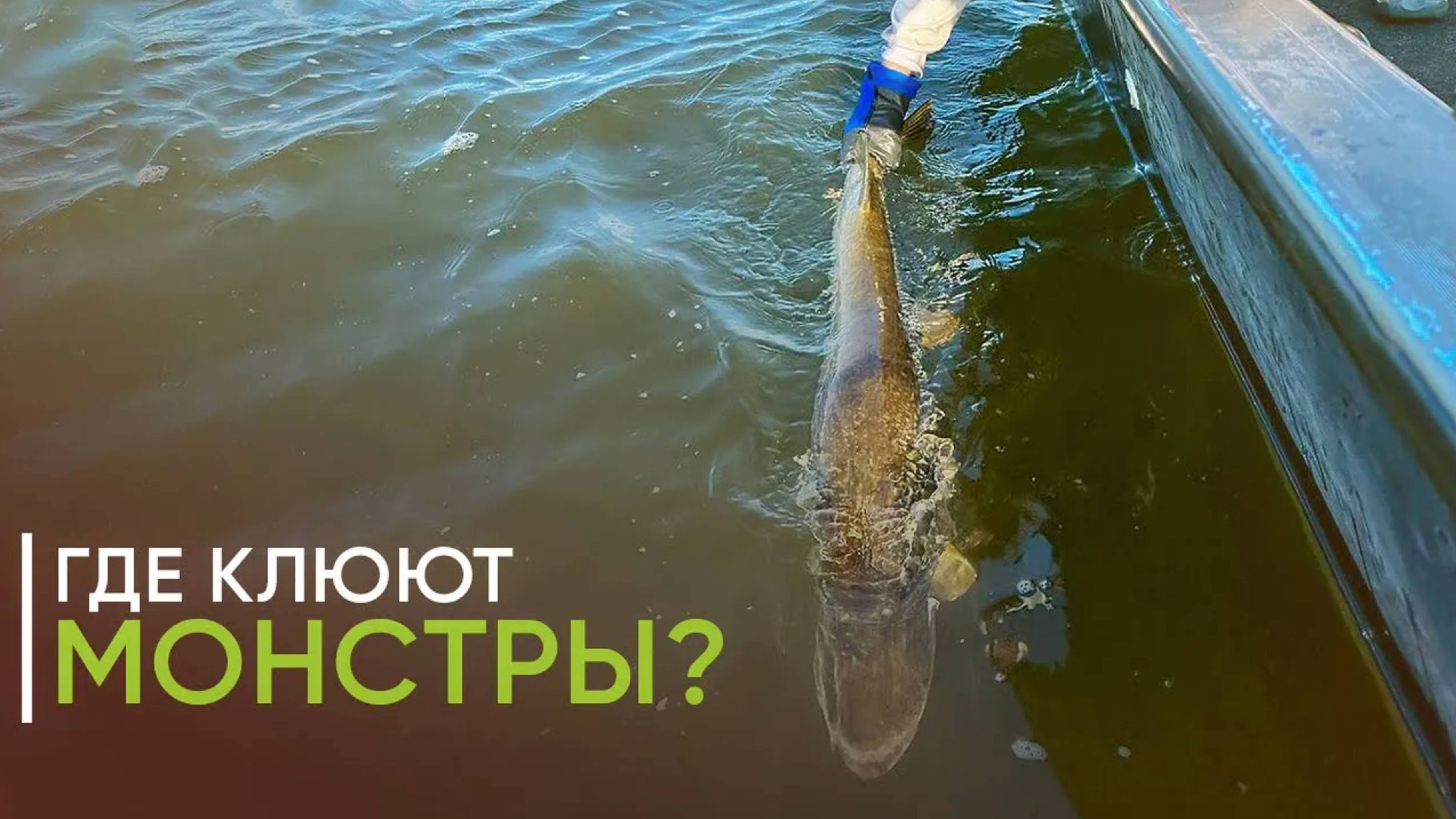 Где клюют монстры? Трофейная рыбалка на Каме