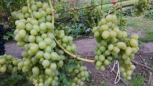 Виноград. Урожай на 17.0824г. смотреть онлайн