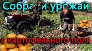 Первый урожай картофеля с поля, на котором не сажали ничего много лет.