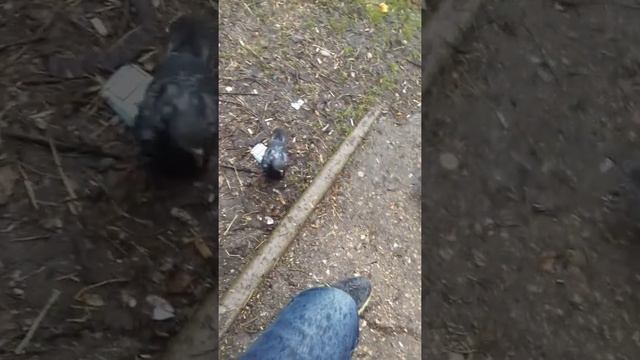 Кормлю голубей с ноги это угар смотреть онлайн