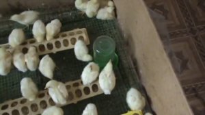 Понос  у  цыплят .   Как  лечить .