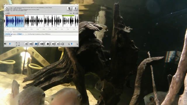 Иностранный язык и расходомеры в подкастах смотреть онлайн