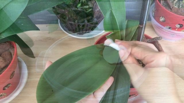 Just need a little fruit. Your orchids will bloom all year round! смотреть онлайн