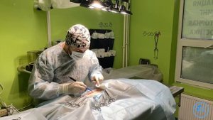 Инвагинации кишечника у кошки