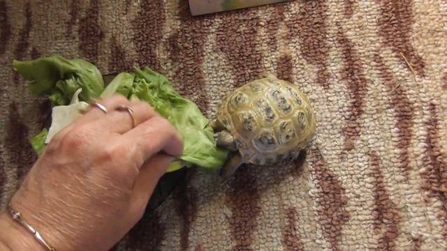 Утро с питомцами /Морские свинки /Шиншилла /Черепаха