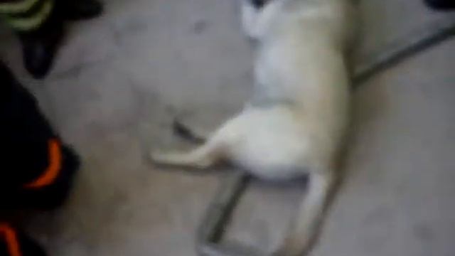 Спасли Тошу смотреть онлайн