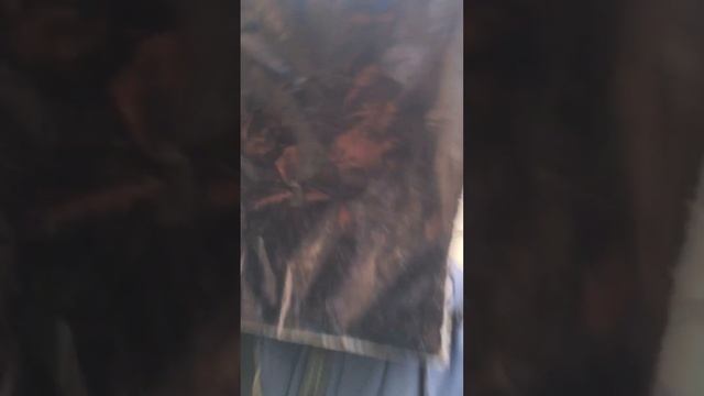 Cameraman заражение! смотреть онлайн