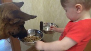 Ребенок кормит собаку. Какая еще пищевая агрессия?
