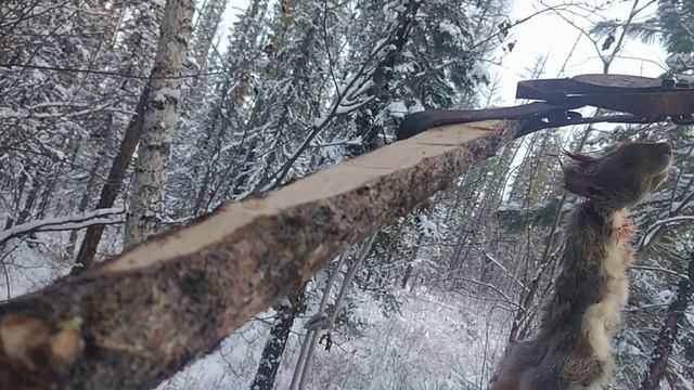 Насторожил путик. Третий день охоты. смотреть онлайн