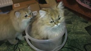 Коты   это жидкость