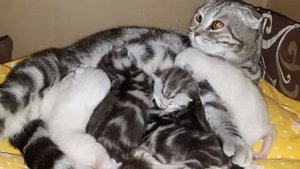 Скотишфолд котята шотландская вислоухая