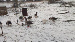 Сельским хозяйством заниматься не выгодно, постоянная трата денег! Отвечаю на комментарии🤔