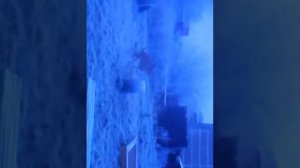 Собаки трахаются