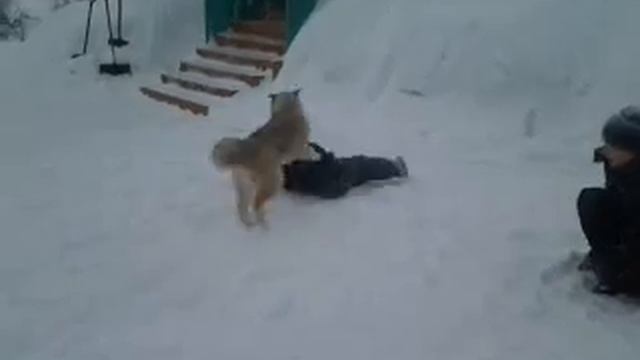 Злой Маленький Рекс! смотреть онлайн