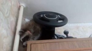 Мелкие пакости енота