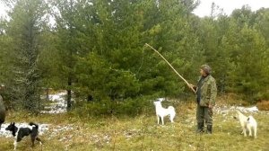 натаска  лаек по белке