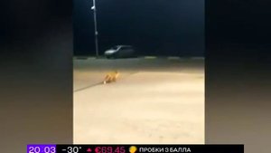 Бешеные лисы