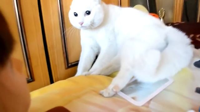 Кот злюка! Прикол! смотреть онлайн