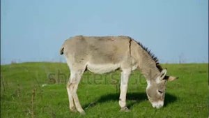 Разведение и кормление ослов в домашних условиях