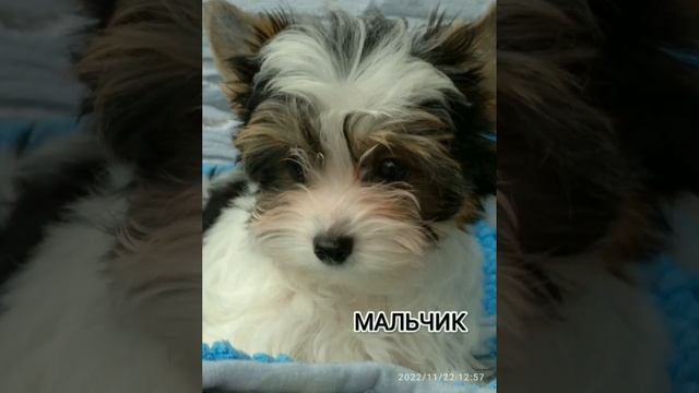 Биверята смотреть онлайн