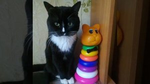 ушедшим на радугу посвящается.