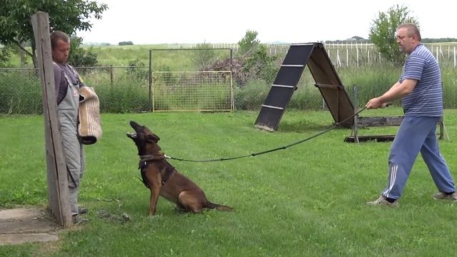 Chappi & Robert - bitework training 7 juny 2013 смотреть онлайн