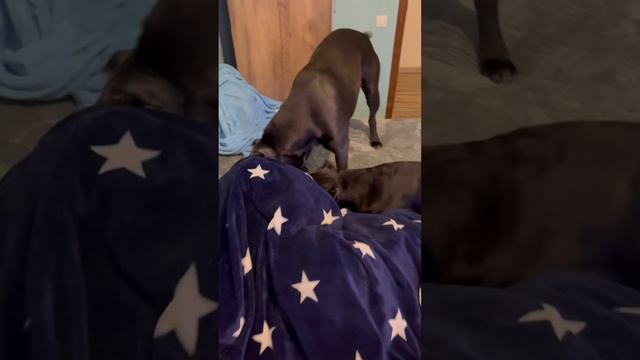Играют с Димой🥰🥰🥰 #canecorso #dog #канекорсо #канекорсоитальяно #шарпей #собака смотреть онлайн