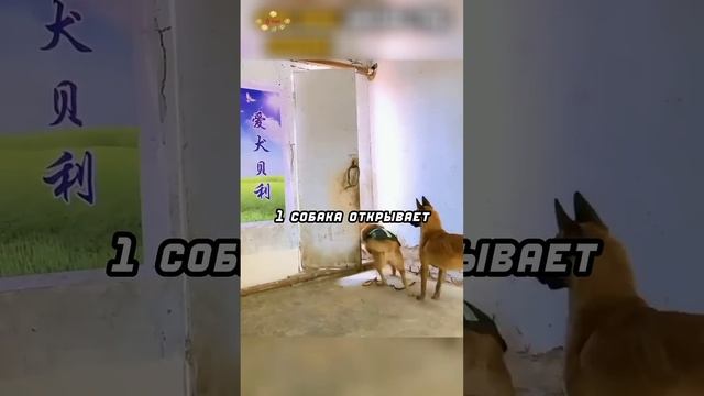 Собаки спасли девочку❤️ смотреть онлайн