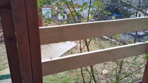 сочи горное лоо утро