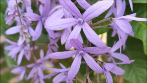 Петрея вьющаяся. Petrea volubilis.