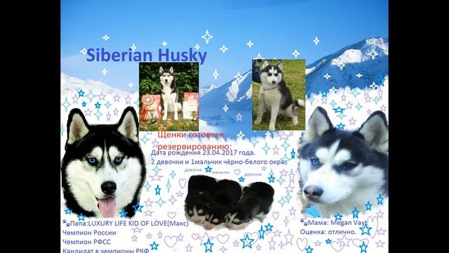 Продаю Хаски 2 месяца Пумба-Рейчел смотреть онлайн