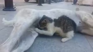 Кот сосёт собаку