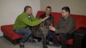 За кинологията с д-р Кънев гледайте: Специфики на породата Преса Канарио