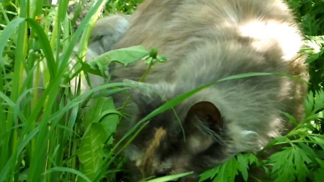 Две собаки и мейн-кун.two dogs and a Maine Coon. смотреть онлайн