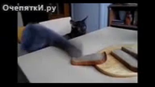 Серый наглый котяра пытается украсть хлеб смотреть онлайн