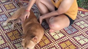 Wow Beautiful girl playing and feedign dog - Cute girl play with smart dog