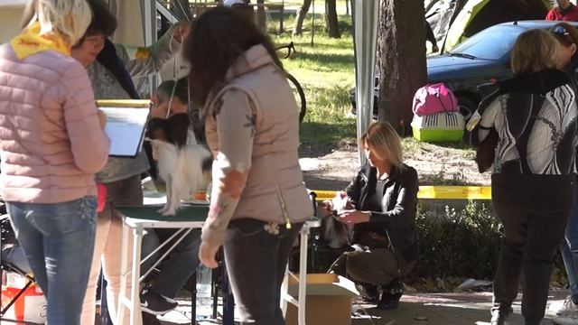 CAC UA Краски осени,папильон открытый класс,Тимберлейк смотреть онлайн