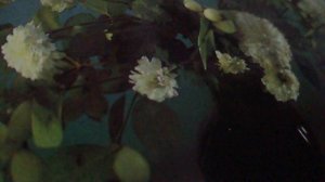 Маменька(Серая лошадка в чистом поле скачет. Ах мама, мама, маменька мне много лет(наброски)