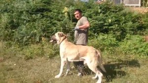 Anatolian Shepherd / Kangal / Турецкий кангал