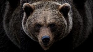 Звук медведя