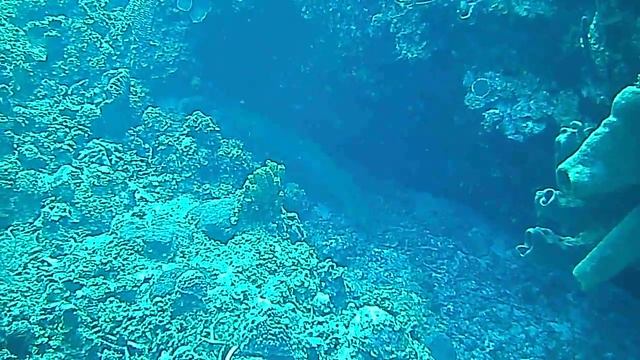 Free Swimming Green Moray Eel, Cobalt Coast Mini Wall, Grand Cayman смотреть онлайн