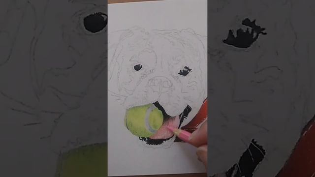 Lápis de cor - cachorro realista. #desenho #realismo #desenhar #desenhodecachorro #retratodepet
