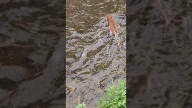 Водяные крысы совсем обнаглели