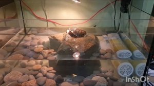 Айвазовский красноухая черепаха 🐢 Кастропуло